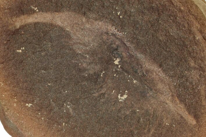 Fossil Shrimp (Peachocaris) Nodule Pos/Neg - Illinois #262577